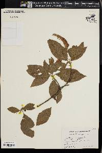 Clethra alnifolia image