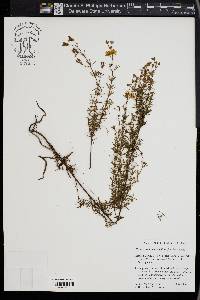 Hypericum brachyphyllum image