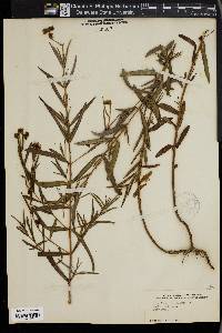 Hypericum cistifolium image