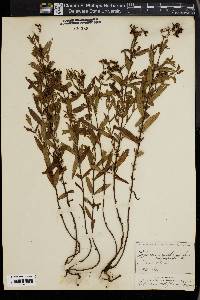 Hypericum cistifolium image