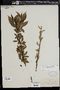 Salix lucida image