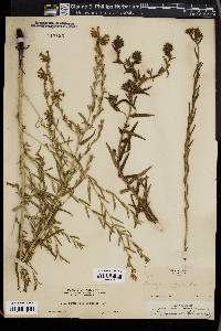 Lithospermum multiflorum image