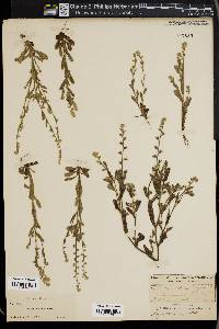 Myosotis verna image