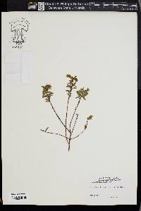 Hypericum dolabriforme image