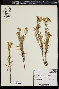 Hypericum dolabriforme image