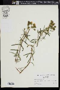 Hypericum dolabriforme image