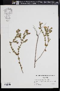 Hypericum drummondii image