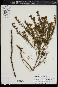 Hypericum fasciculatum image