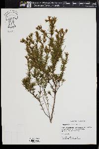 Hypericum fasciculatum image