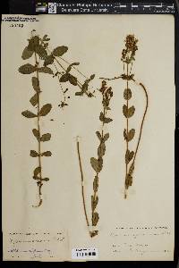 Hypericum formosum image