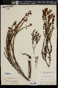Hypericum fasciculatum image