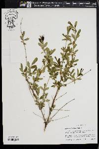 Hypericum frondosum image