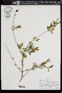 Hypericum frondosum image