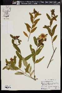 Hypericum frondosum image