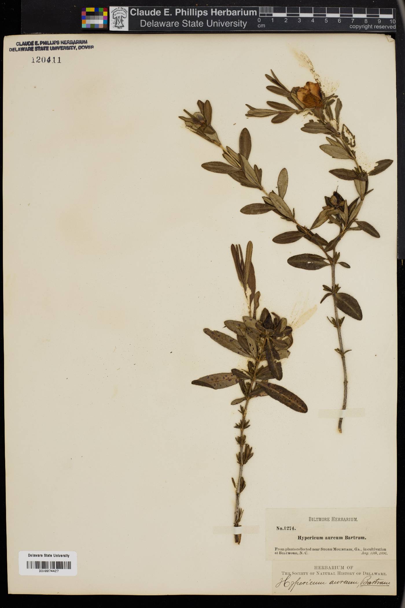 Hypericum aureum image