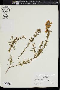 Hypericum galioides image