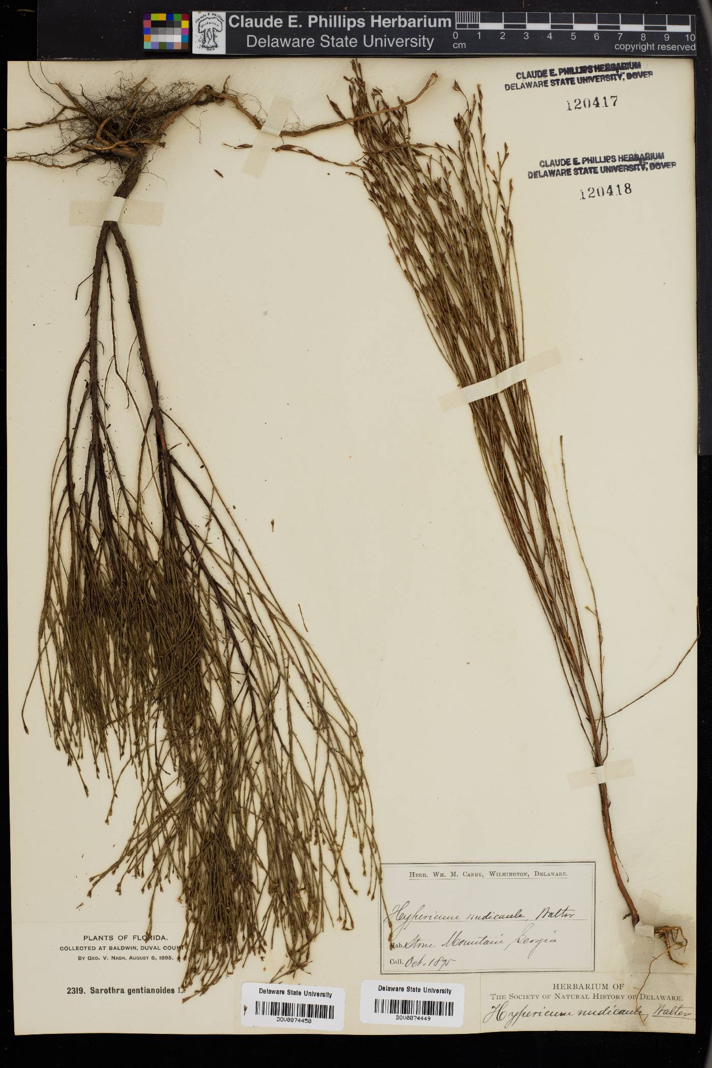 Hypericum nudicaule image
