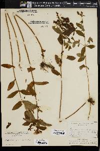 Hypericum graveolens image