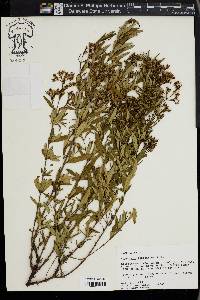 Hypericum lobocarpum image