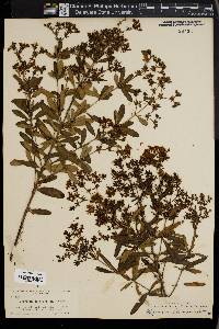 Hypericum lobocarpum image