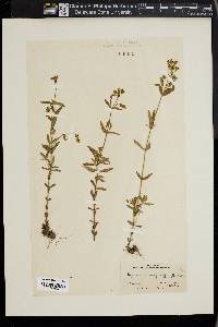 Hypericum majus image