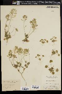 Draba cuneifolia image