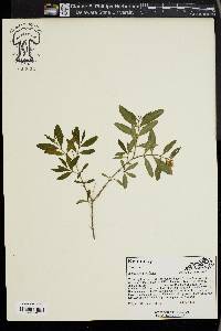 Hypericum prolificum image