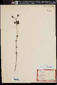 Hypericum prolificum image