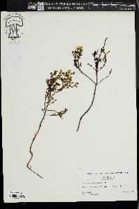 Hypericum sphaerocarpum image