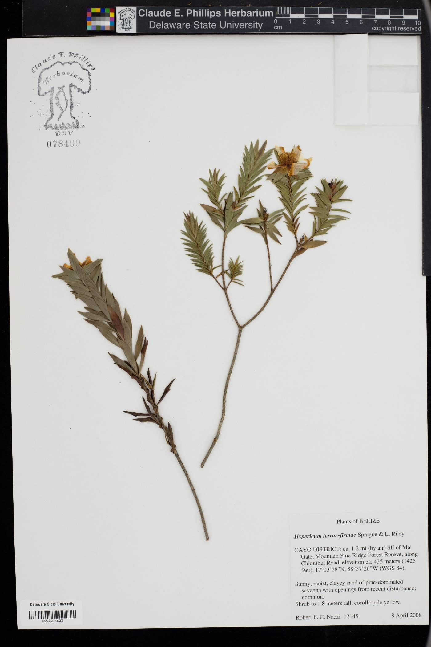 Hypericum terrae-firmae image