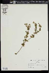 Hypericum tetrapetalum image