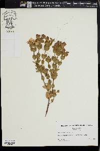 Hypericum tetrapetalum image