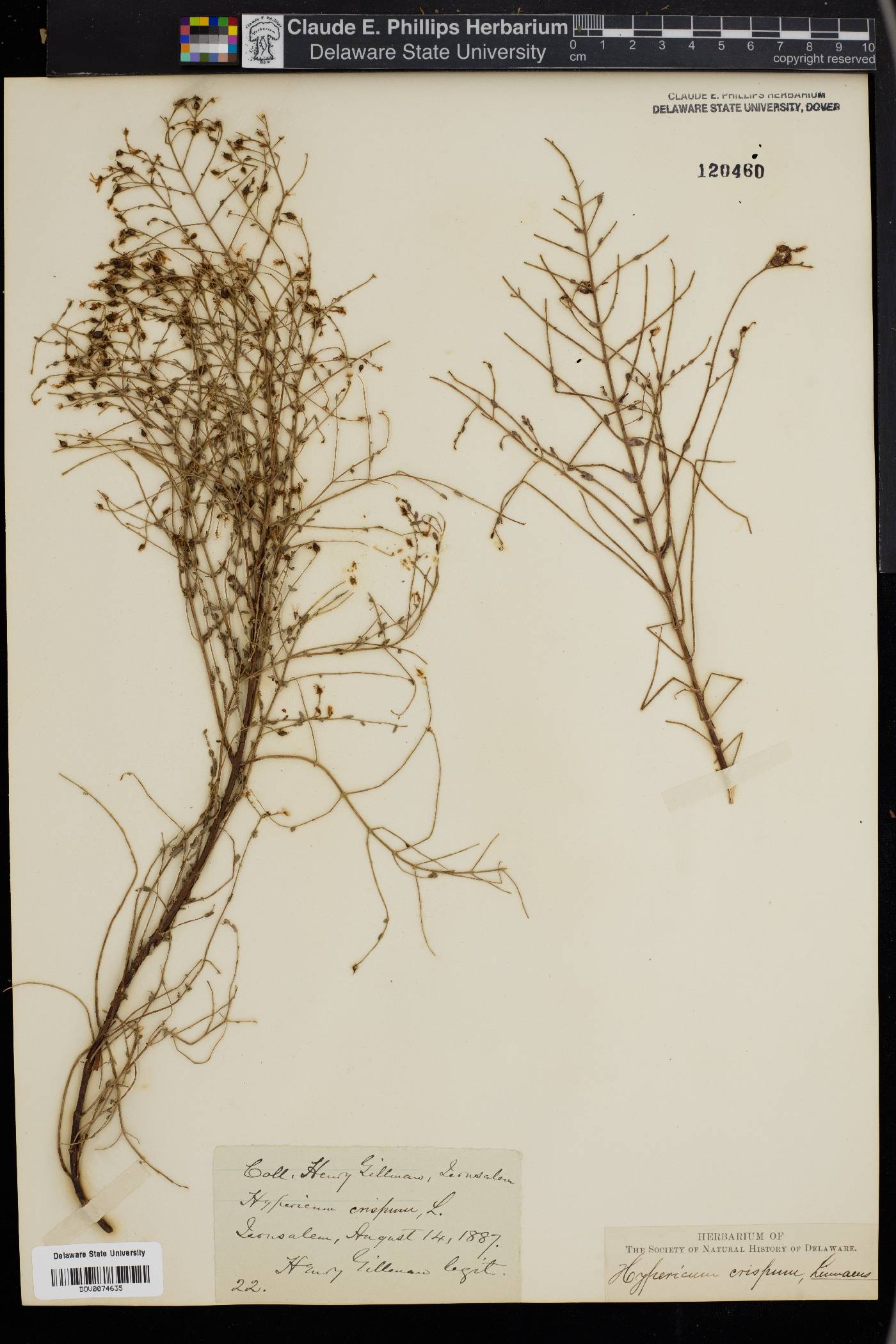 Hypericum triquetrifolium image