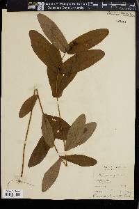 Hypericum virginicum image