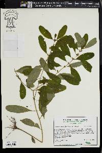 Hypericum virginicum image