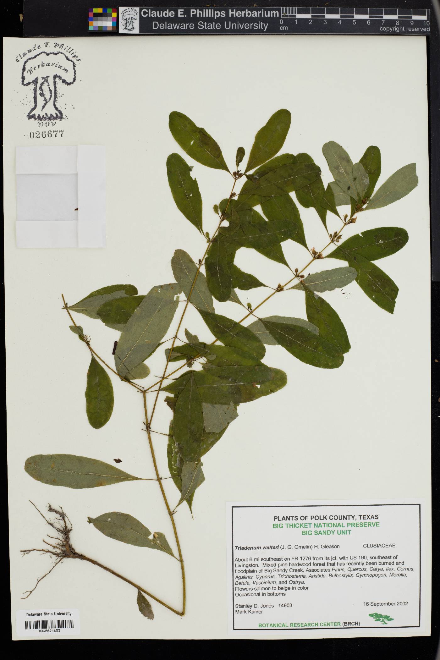 Hypericum virginicum image