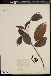 Combretum mexicanum image