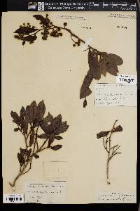 Conocarpus erectus image