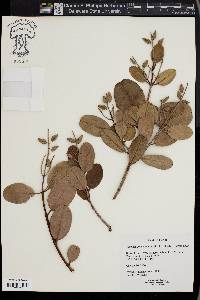 Laguncularia racemosa image