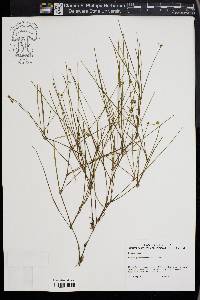 Callisia graminea image