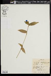 Commelina communis image