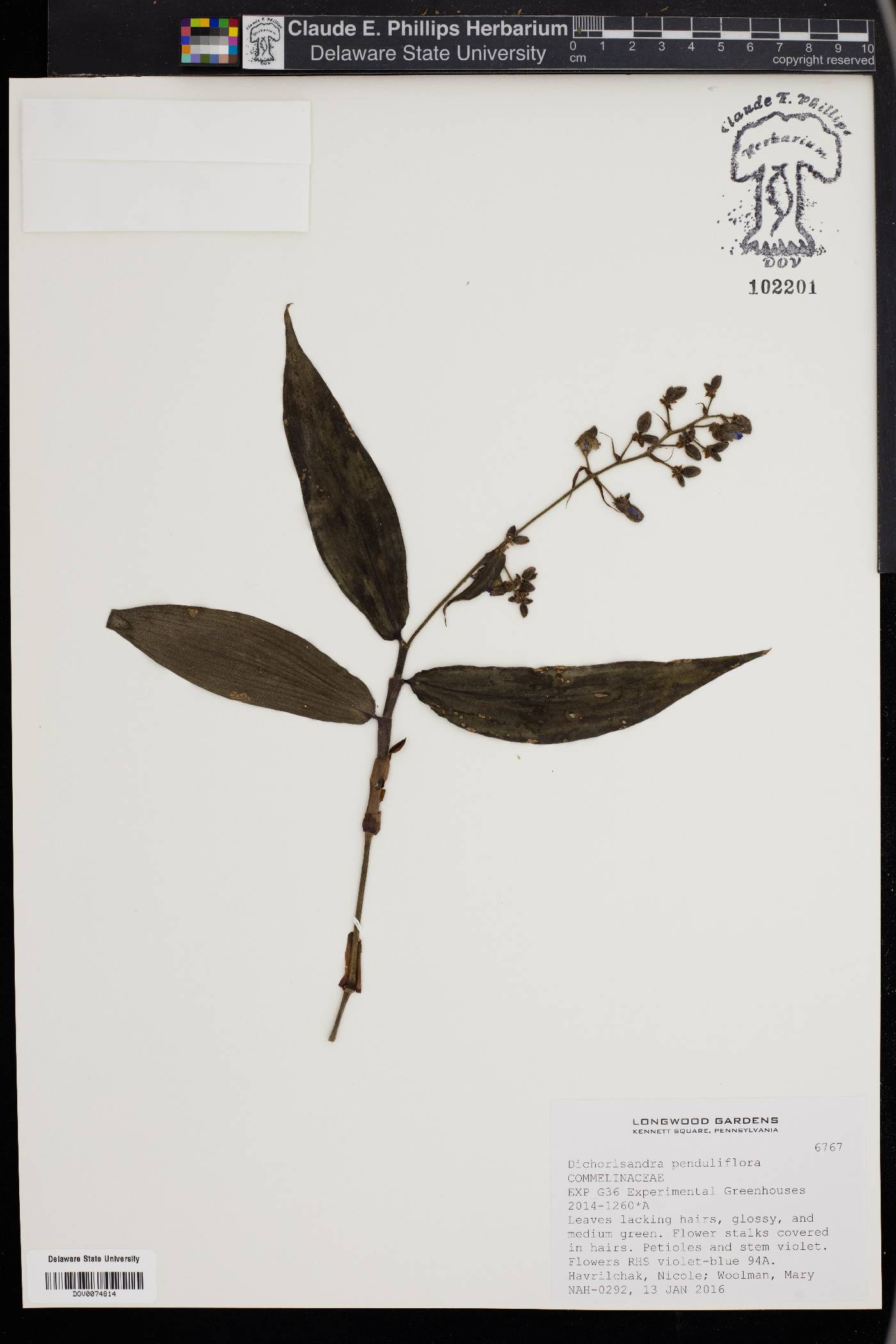 Dichorisandra penduliflora image