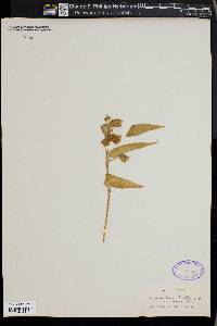 Murdannia nudiflora image