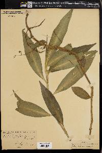 Pollia japonica image