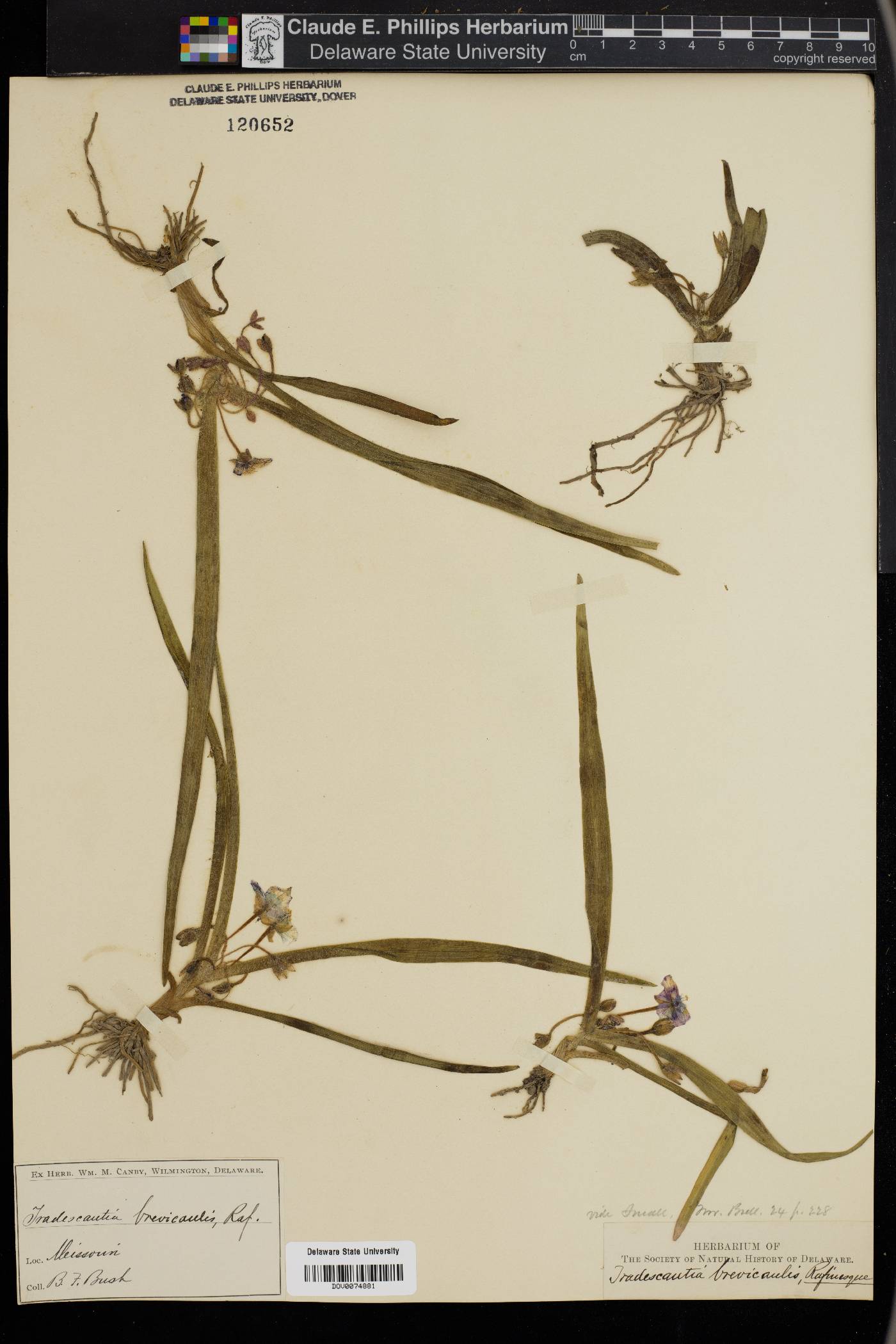 Tradescantia brevicaulis image