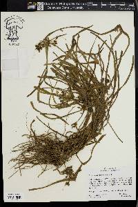 Tradescantia hirsuticaulis image