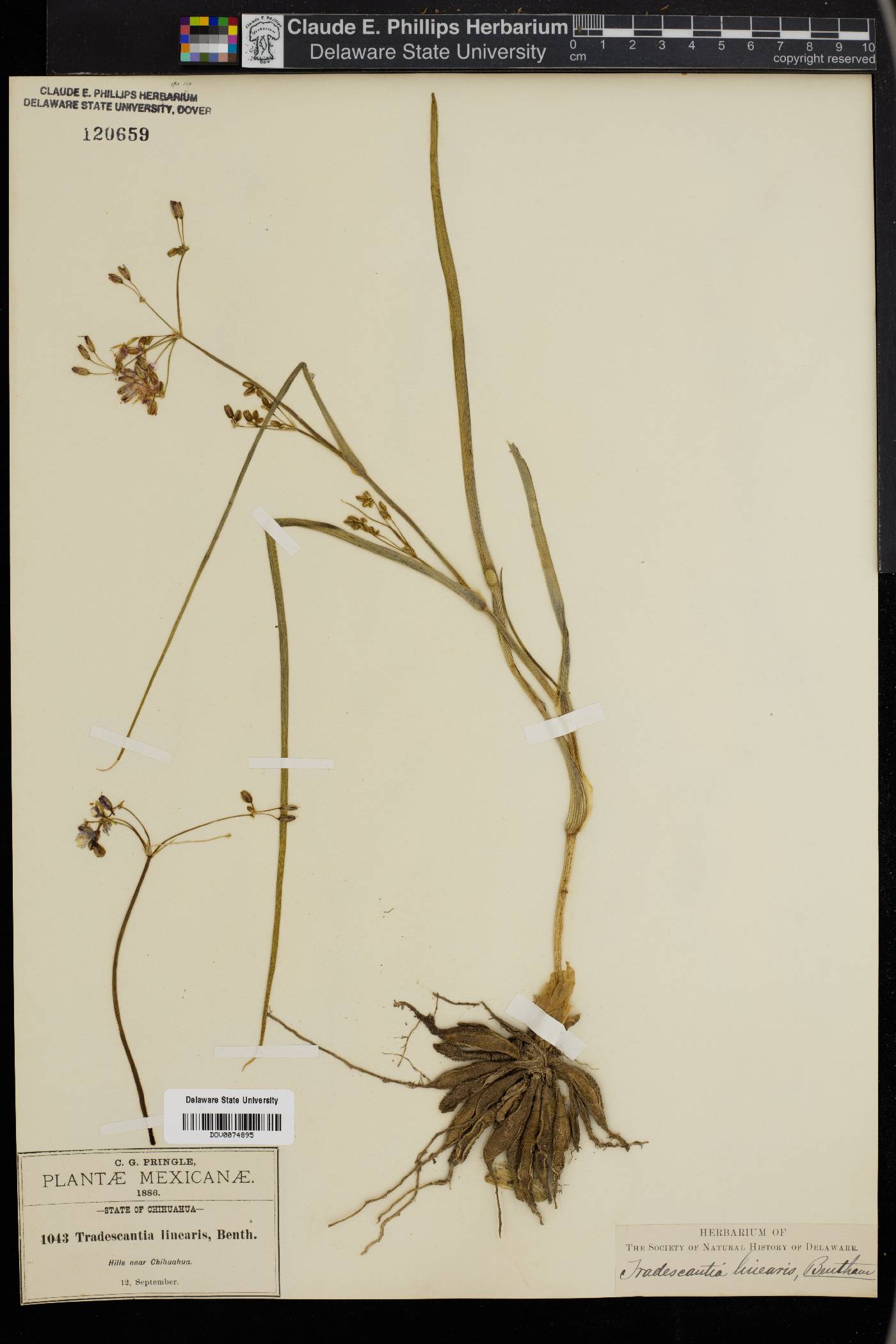 Tradescantia linearis image