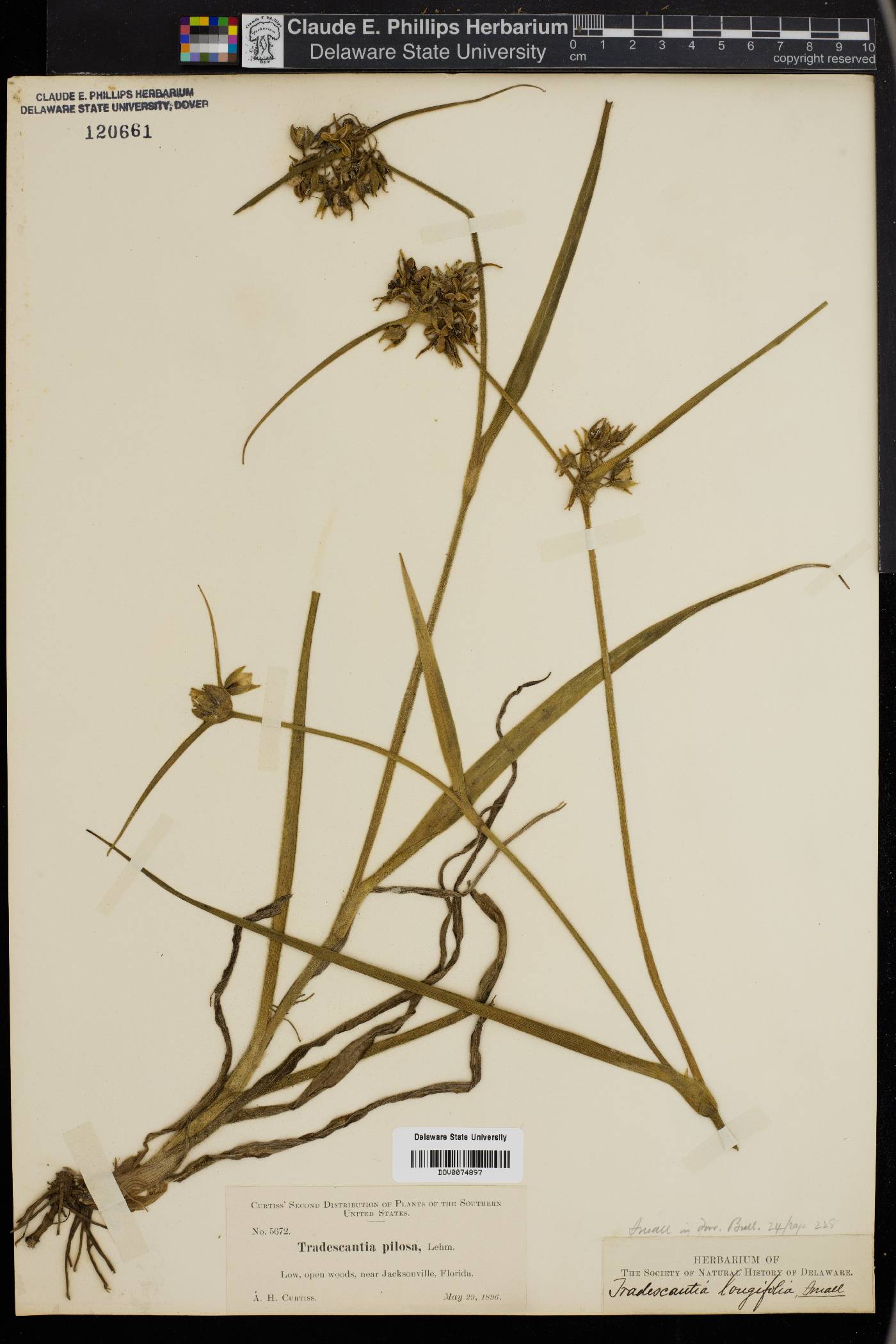 Tradescantia longifolia image