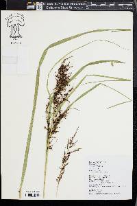 Carex baccans image