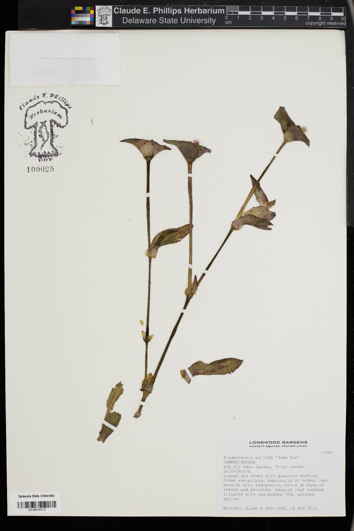 Tradescantia pallida image